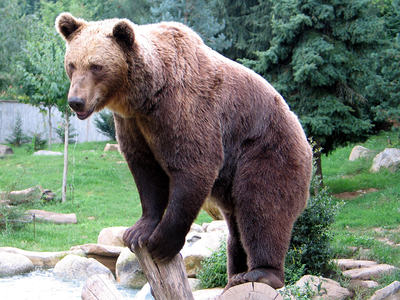 Artwork for Bear